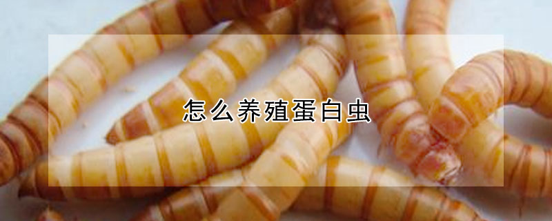 怎麼養殖蛋白蟲
