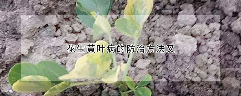 花生黃葉病的防治方法