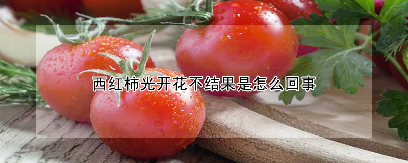 西紅柿光開花不結果是怎麼回事