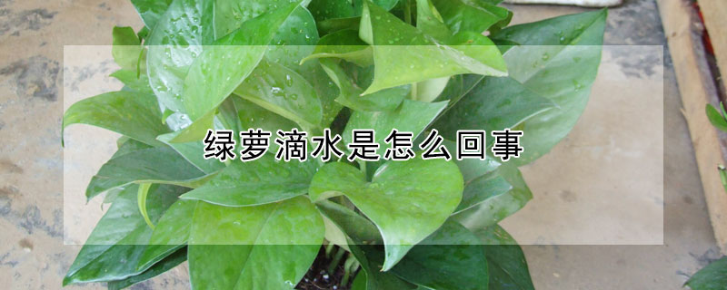 綠蘿滴水是怎麼回事