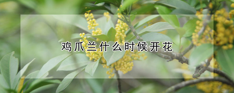 雞爪蘭什麼時候開花