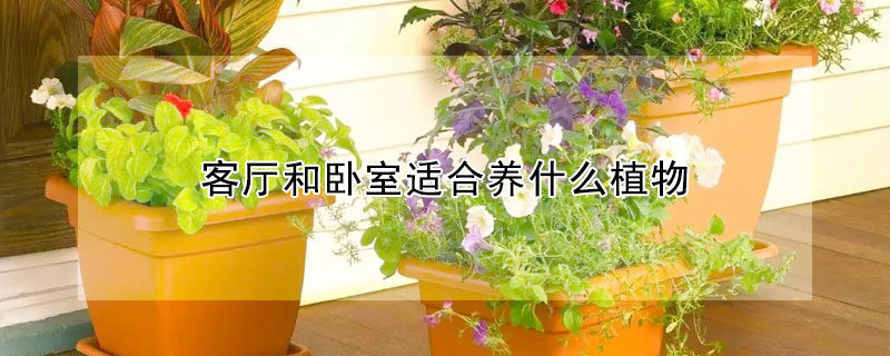 客廳和臥室適合養什麼植物