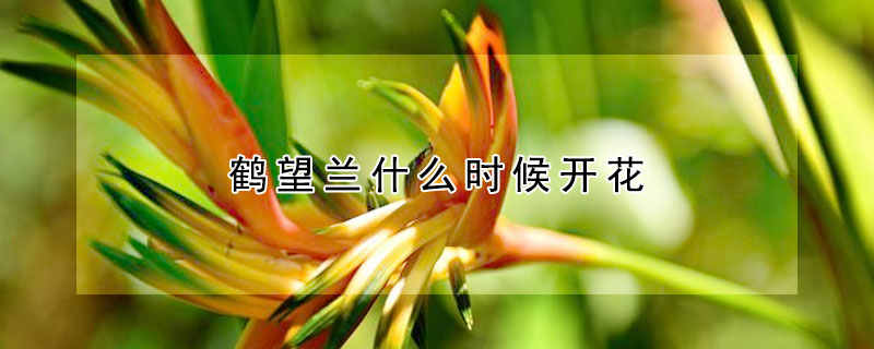 鶴望蘭什麼時候開花