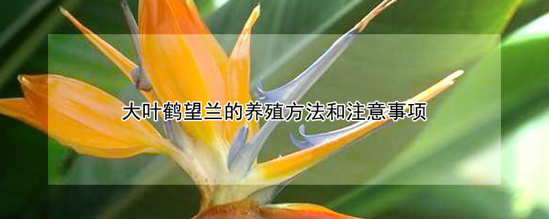 大葉鶴望蘭的養殖方法和注意事項