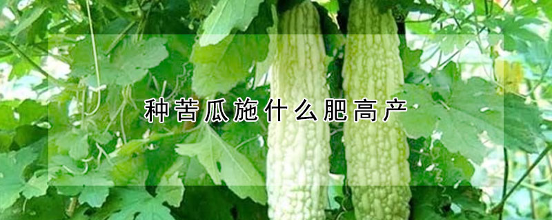 種苦瓜施什麼肥高產