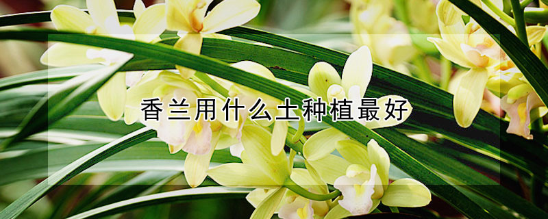 香蘭用什麼土種植最好
