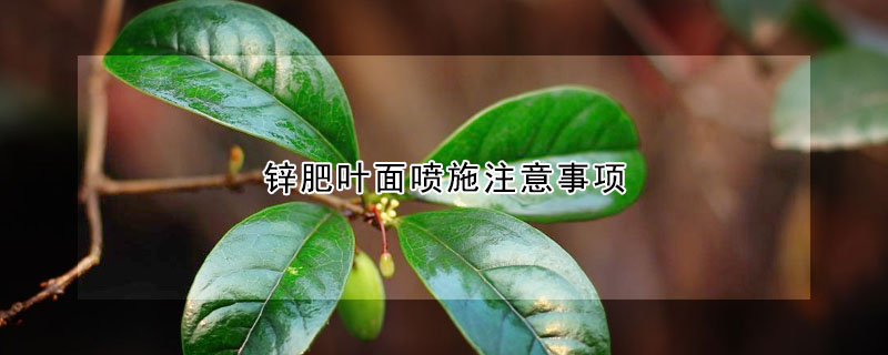 鋅肥葉麵噴施注意事項