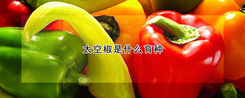 太空椒是什麼育種