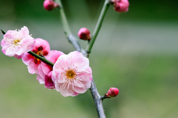 1~12月各開什麼花 每個月開什麼花