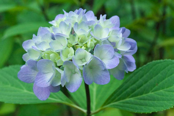 1~12月各開什麼花 每個月開什麼花