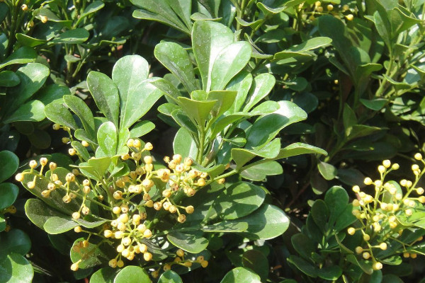 1~12月各開什麼花 每個月開什麼花