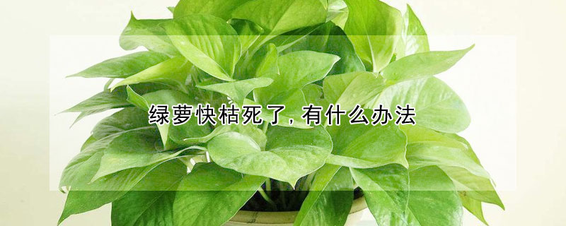 綠蘿快枯死了,有什麼辦法