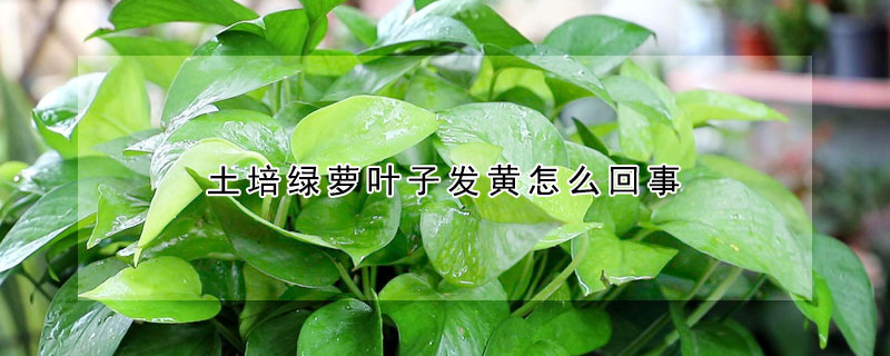 土培綠蘿葉子發黃怎麼回事