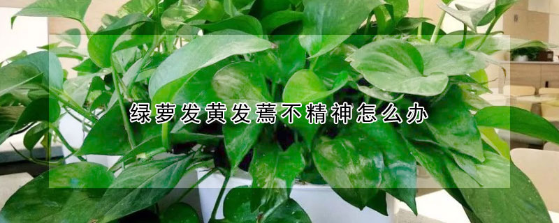 綠蘿發黃發蔫不精神怎麼辦
