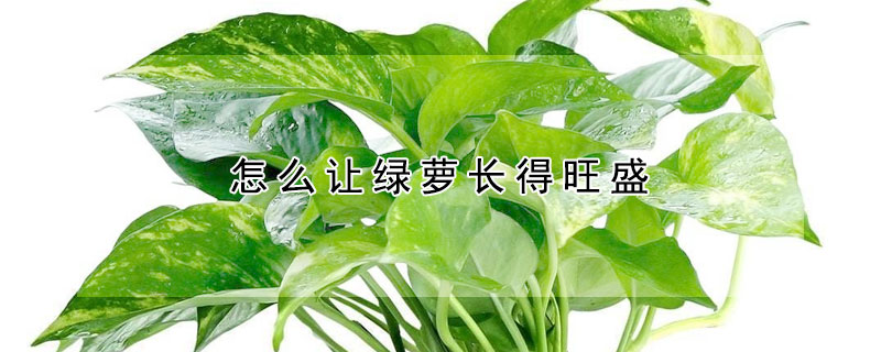 怎麼讓綠蘿長得旺盛