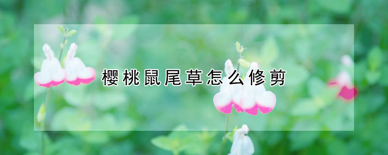 櫻桃鼠尾草怎麼修剪