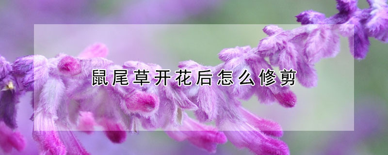 鼠尾草開花後怎麼修剪