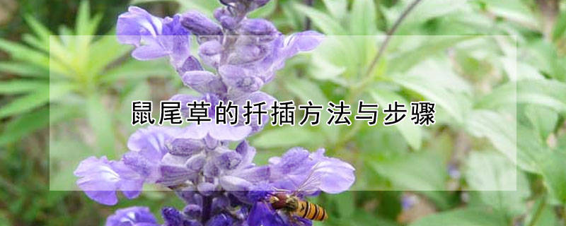 鼠尾草的扡插方法與步驟
