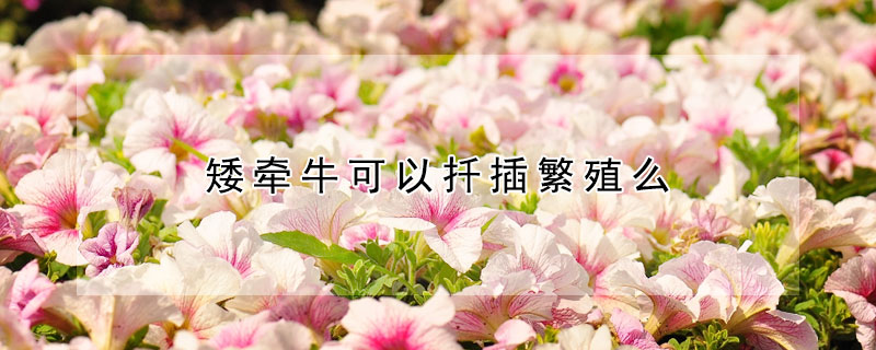 矮牽牛可以扡插繁殖麼
