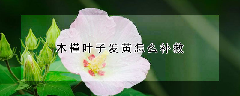 木槿葉子發黃怎麼補救