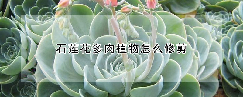 石蓮花多肉植物怎麼修剪