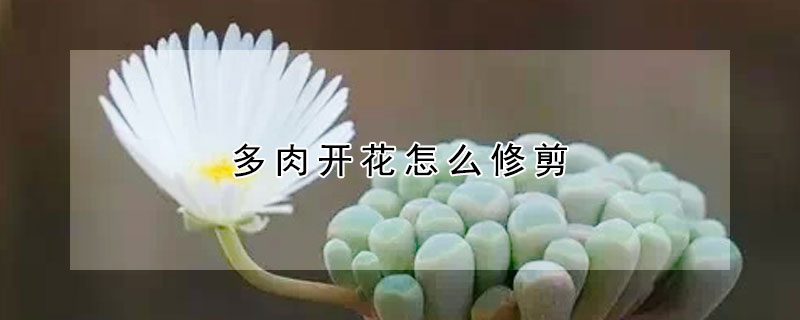 多肉開花怎麼修剪