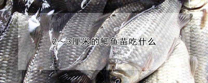 2~3厘米的鯽魚苗吃什麼