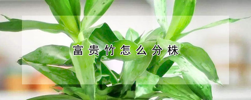 富貴竹怎麼分株