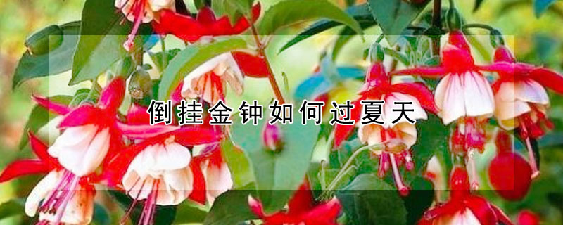 倒掛金鍾如何過夏天