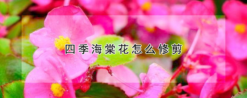 四季海棠花怎麼修剪