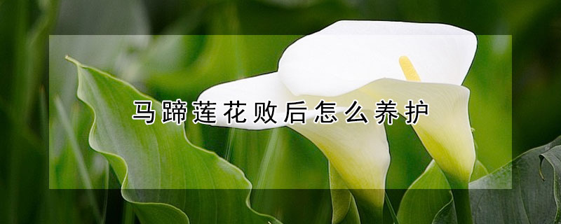 馬蹄蓮花敗後怎麼養護