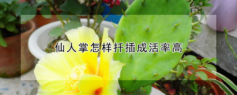 仙人掌怎樣扡插成活率高