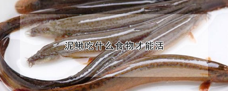 泥鰍吃什麼食物才能活
