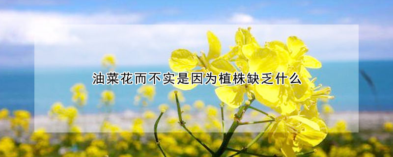 油菜花而不實是因為植株缺乏什麼