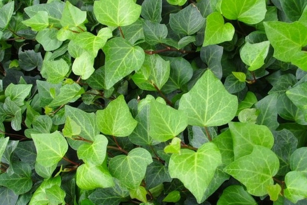 常見20種淨化空氣的室內植物 淨化室內空氣最好的植物