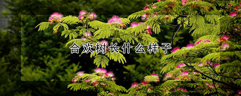 合歡樹長什麼樣子