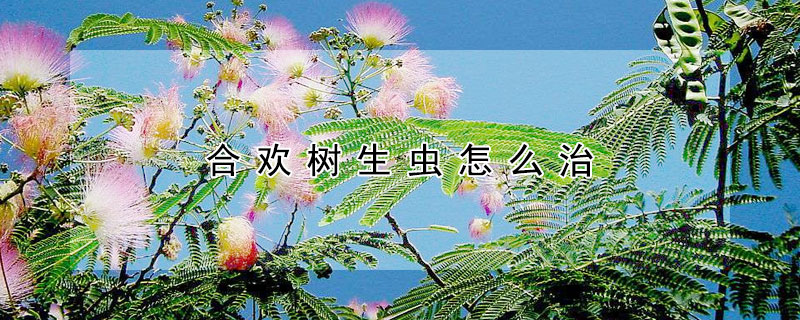 合歡樹生蟲怎麼治
