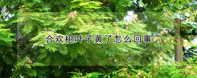 合歡樹葉子黃了怎麼回事