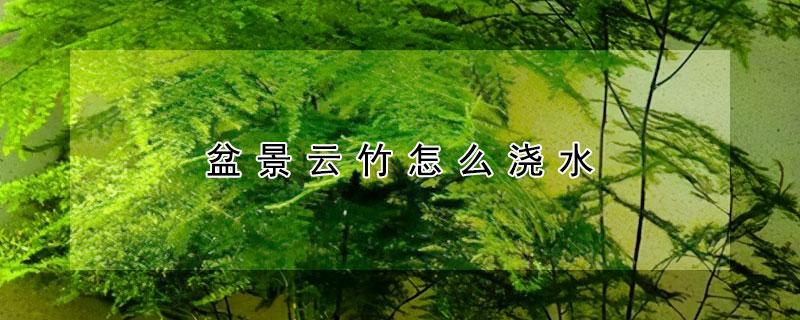 盆景雲竹怎麼澆水
