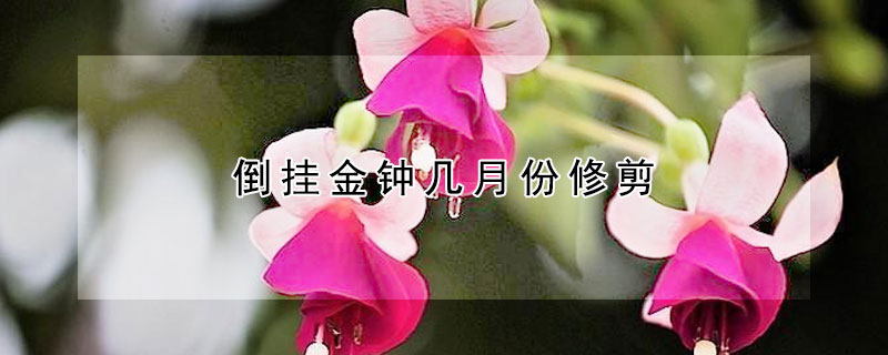 倒掛金鍾幾月份修剪