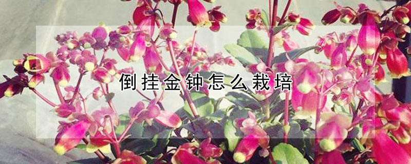 倒掛金鍾怎麼栽培