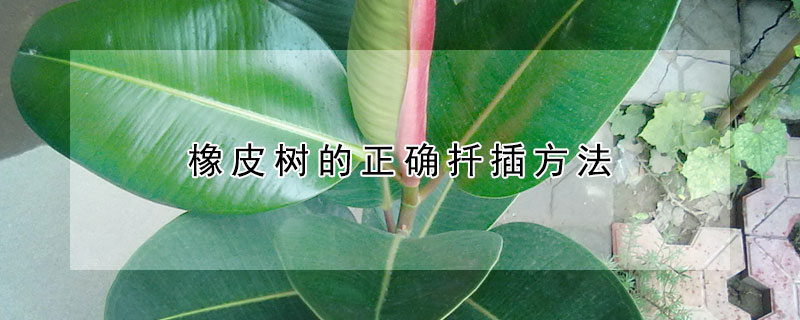 橡皮樹的正確扡插方法