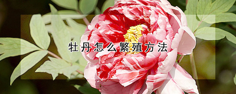 牡丹怎麼繁殖方法