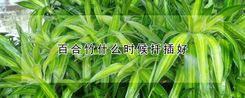 百合竹什麼時候扡插好