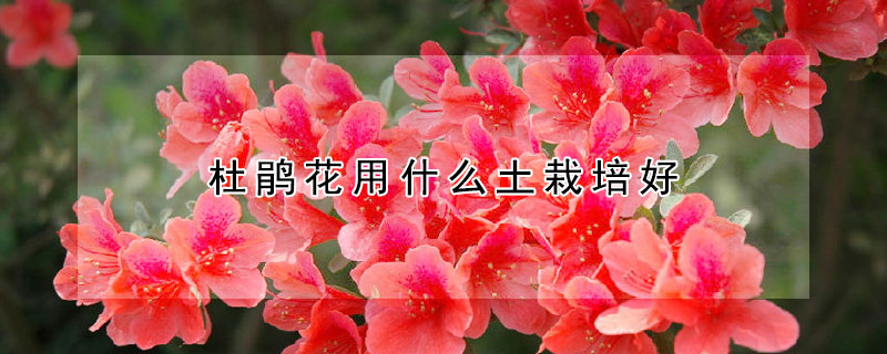杜鵑花用什麼土栽培好