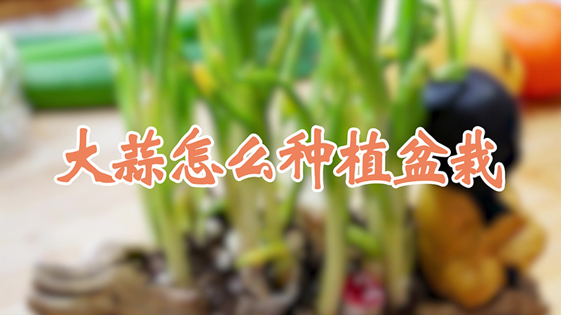 大蒜怎麼種植盆栽