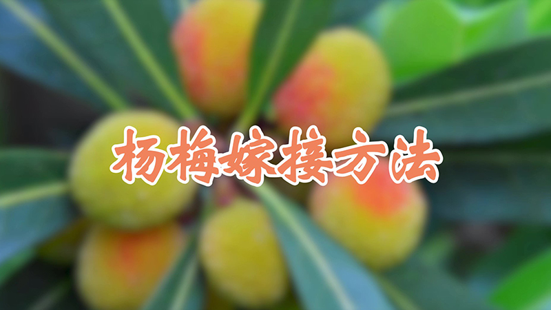 楊梅嫁接方法