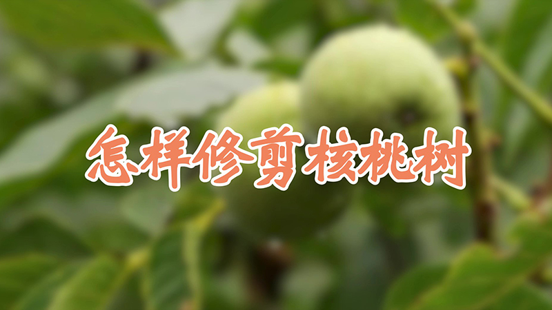 怎樣修剪核桃樹