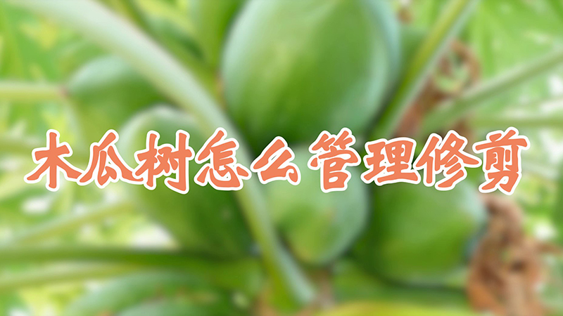 木瓜樹怎麼管理修剪