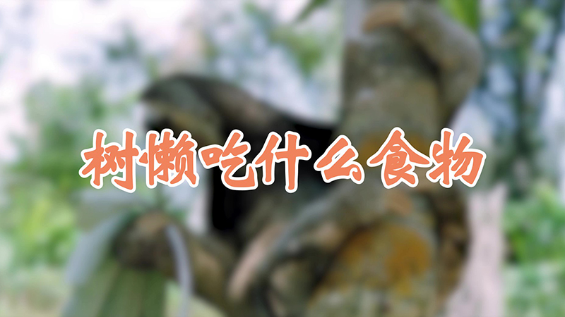 樹懶吃什麼食物
